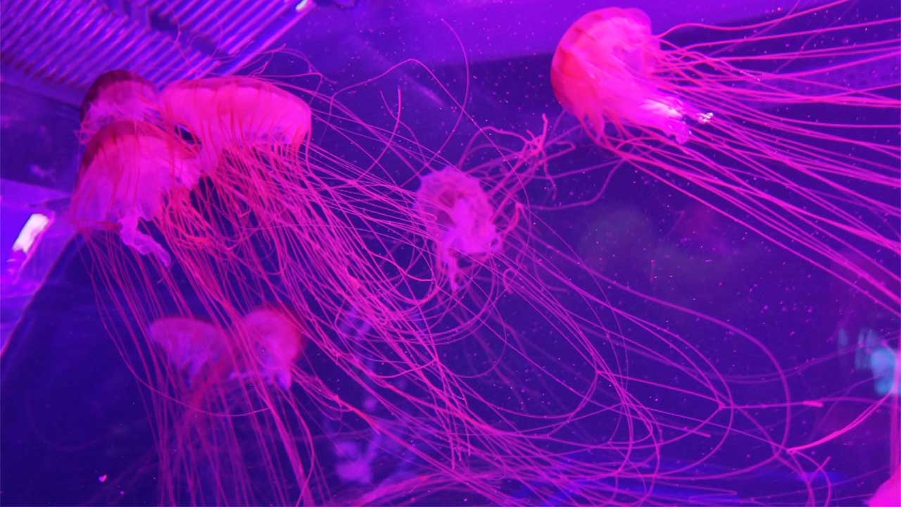 Jellyfish Museum