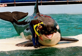 Free Lolita