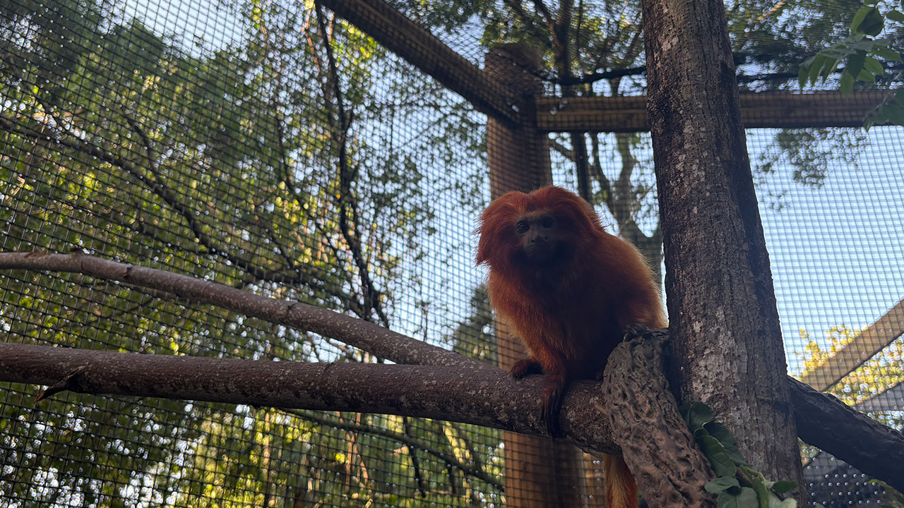 Golden lion tamarin 