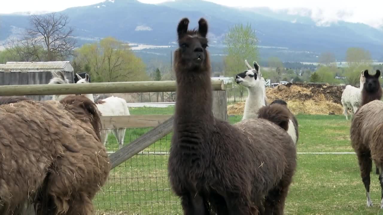 Llama poop is in high demand