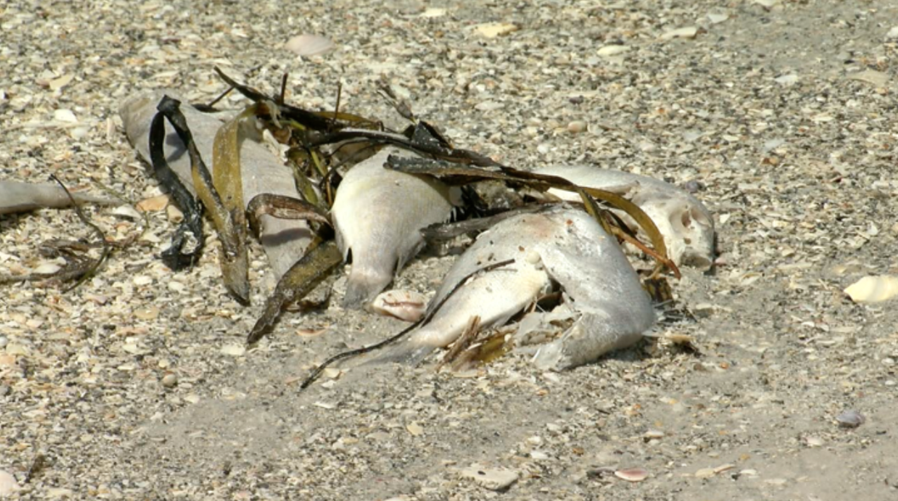 Fish kill