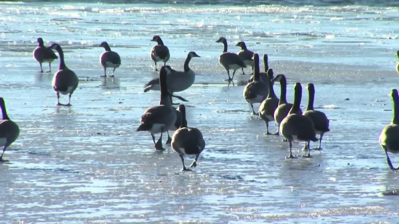 Geese at Lions Family Park 
