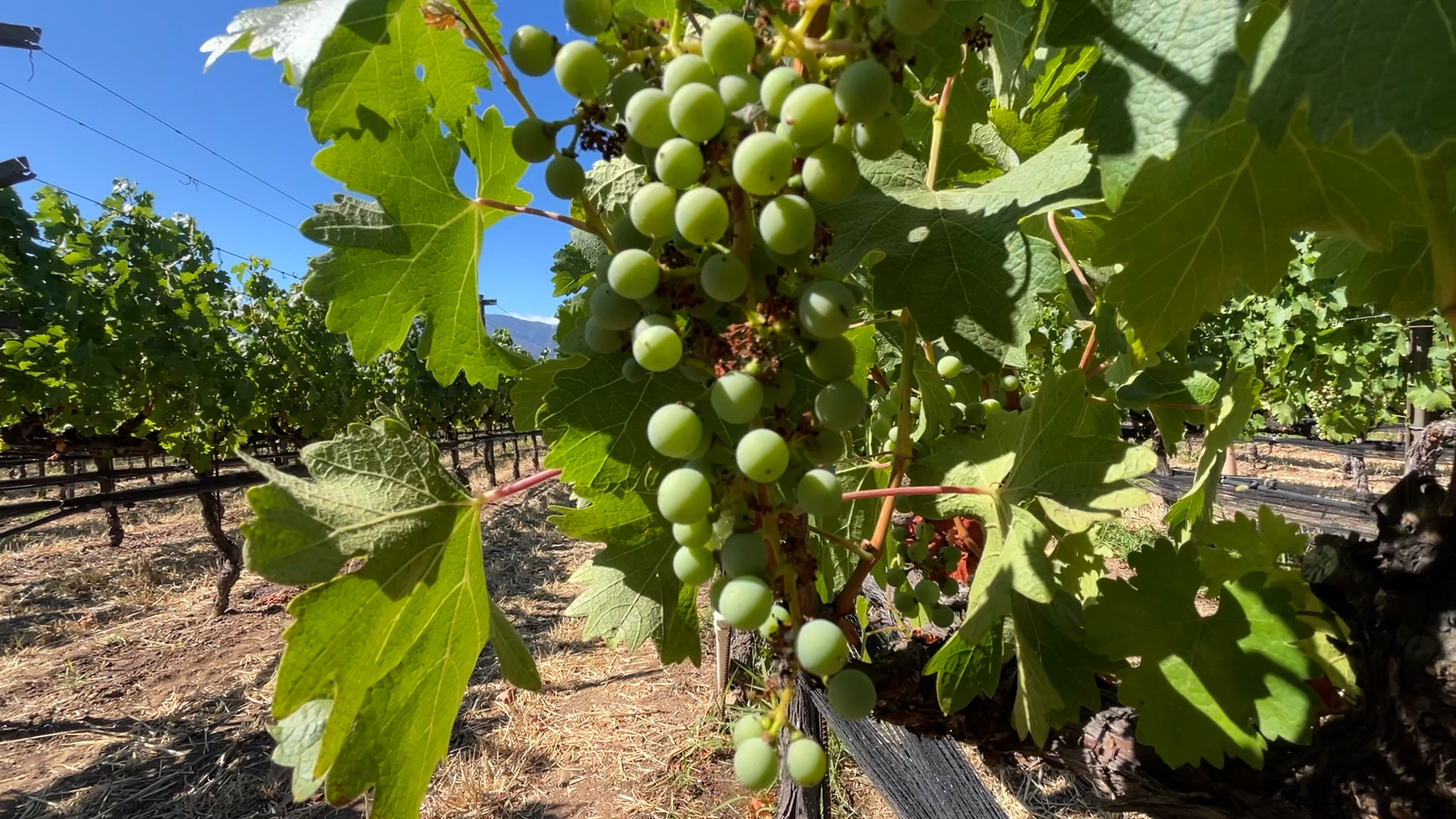 WINE GRAPES.jpg