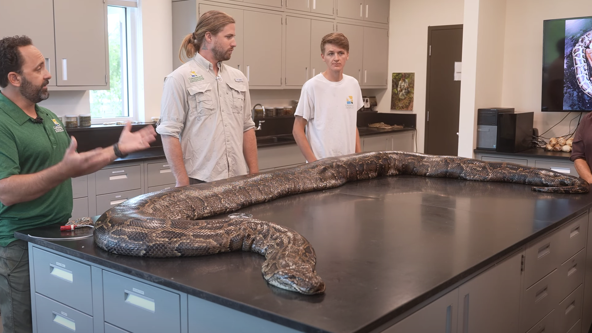 Record-breaking python captured by Conservancy of Southwest Florida in 2022