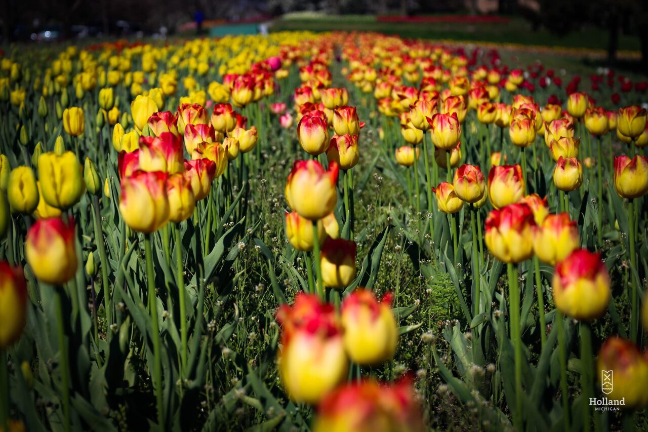 tulips.jpg