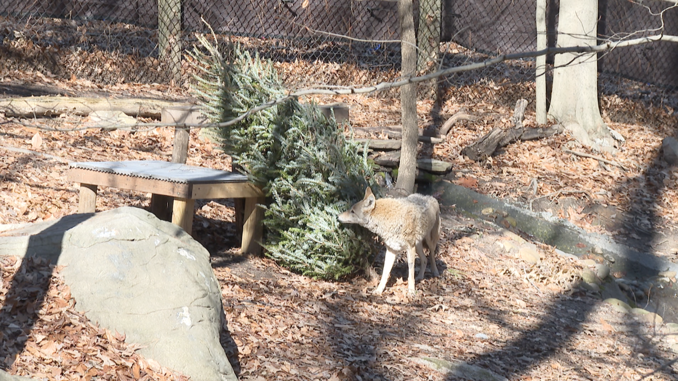 Coyote with Christmas tree