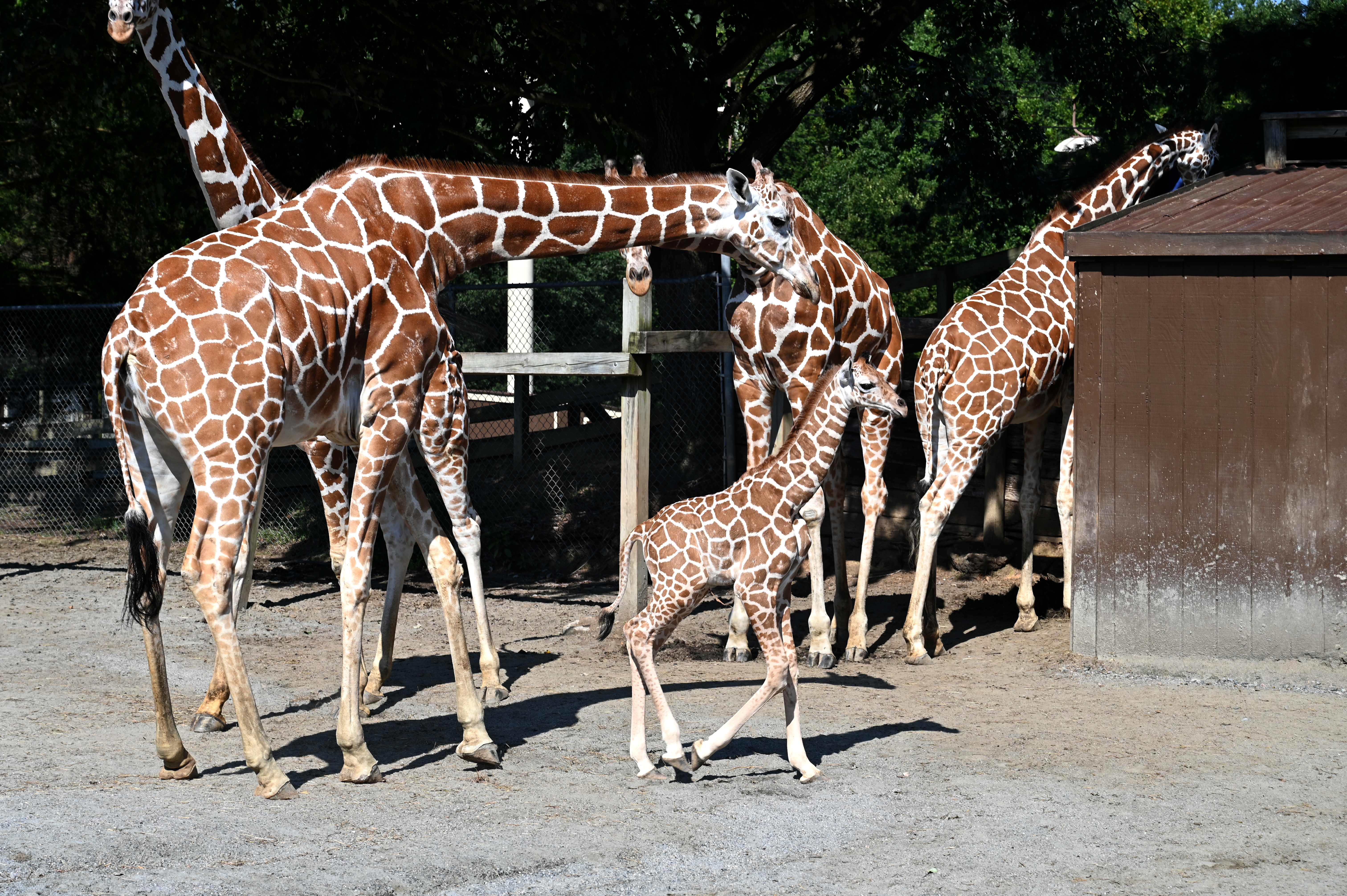 giraffecalf1 (1).JPG