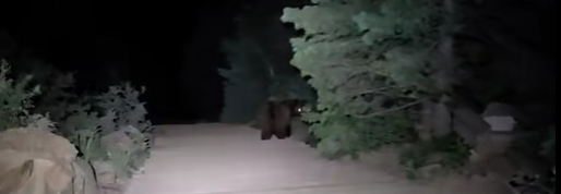 Bear on the Incline