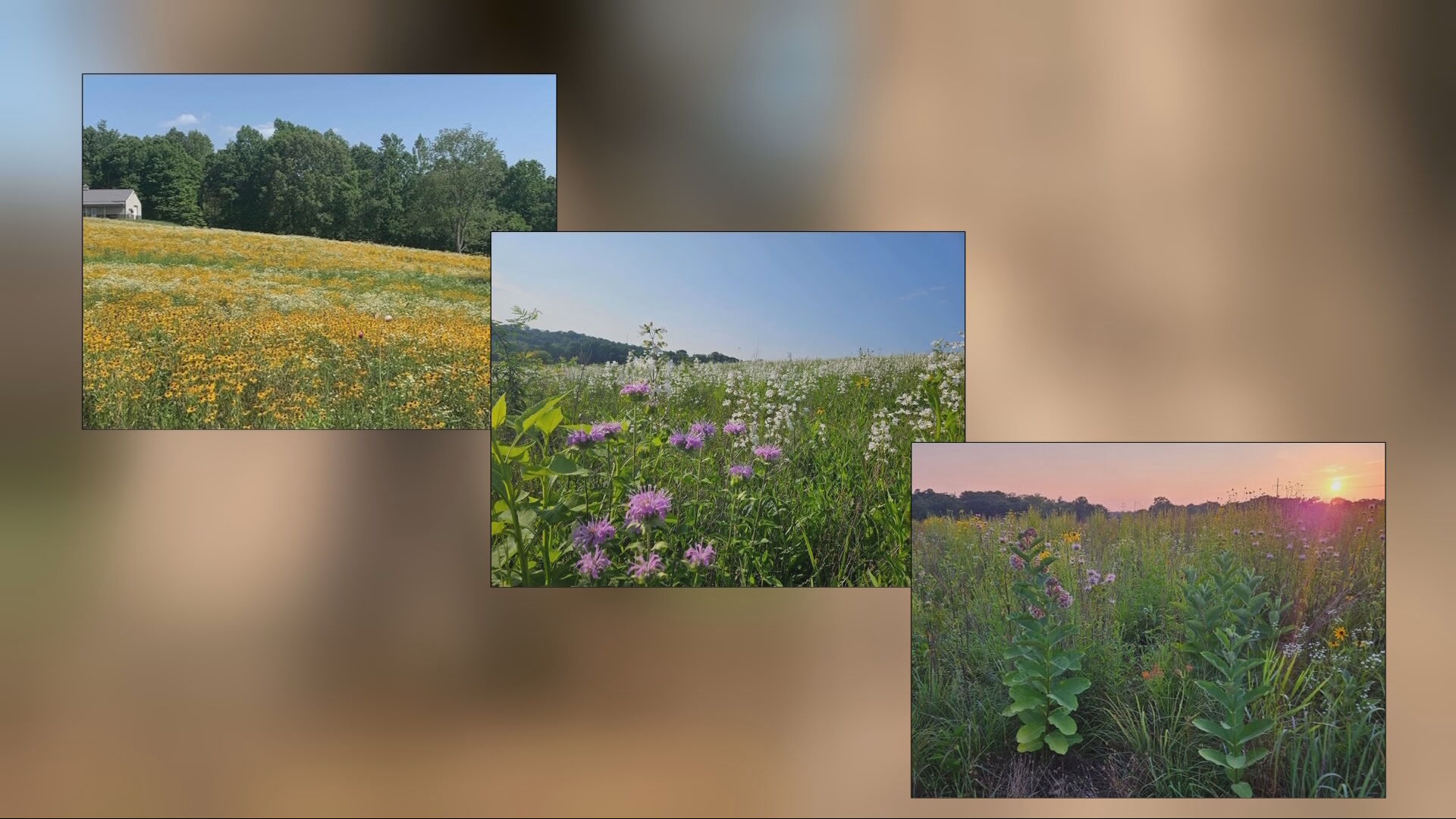 $10M Grant to Restore TN Grasslands 
