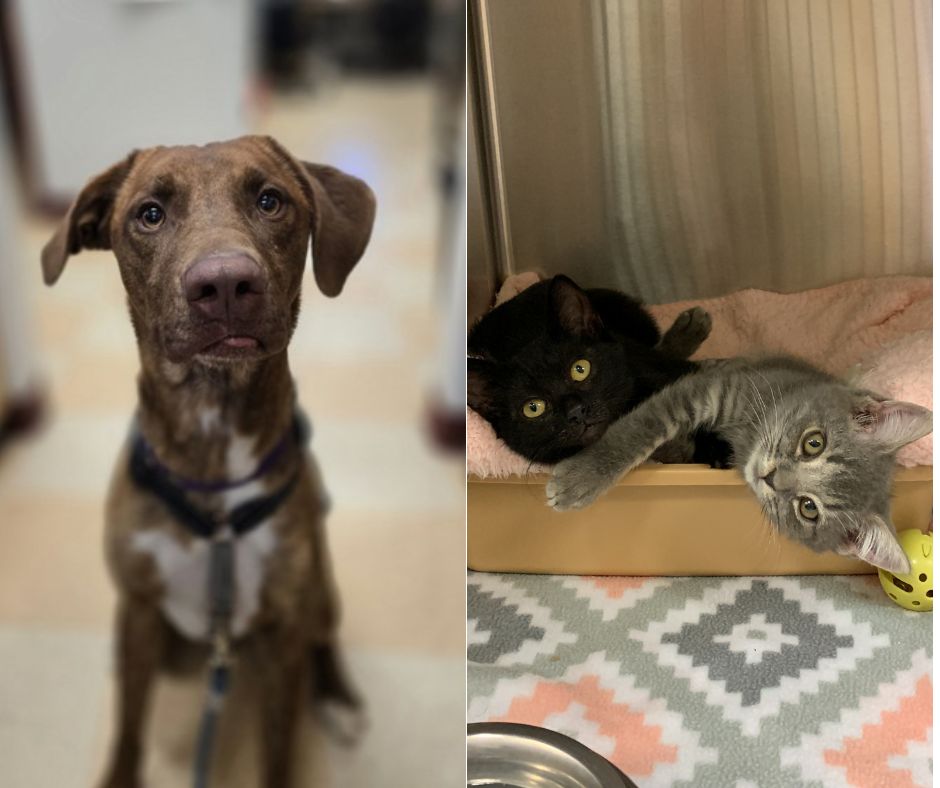 AC Adoption Event PR Image