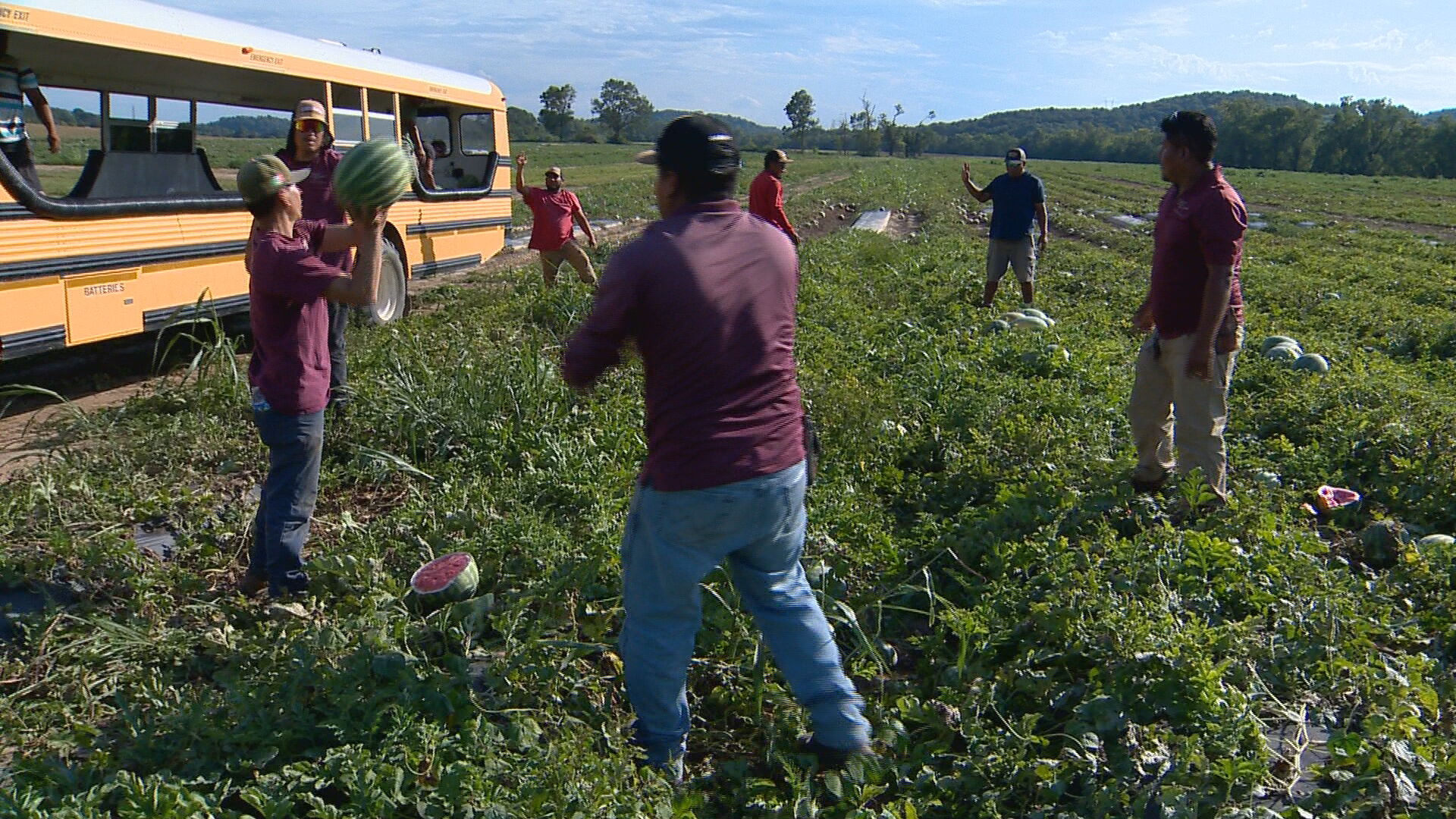 watermelon farmer RAW_frame_60445.jpeg