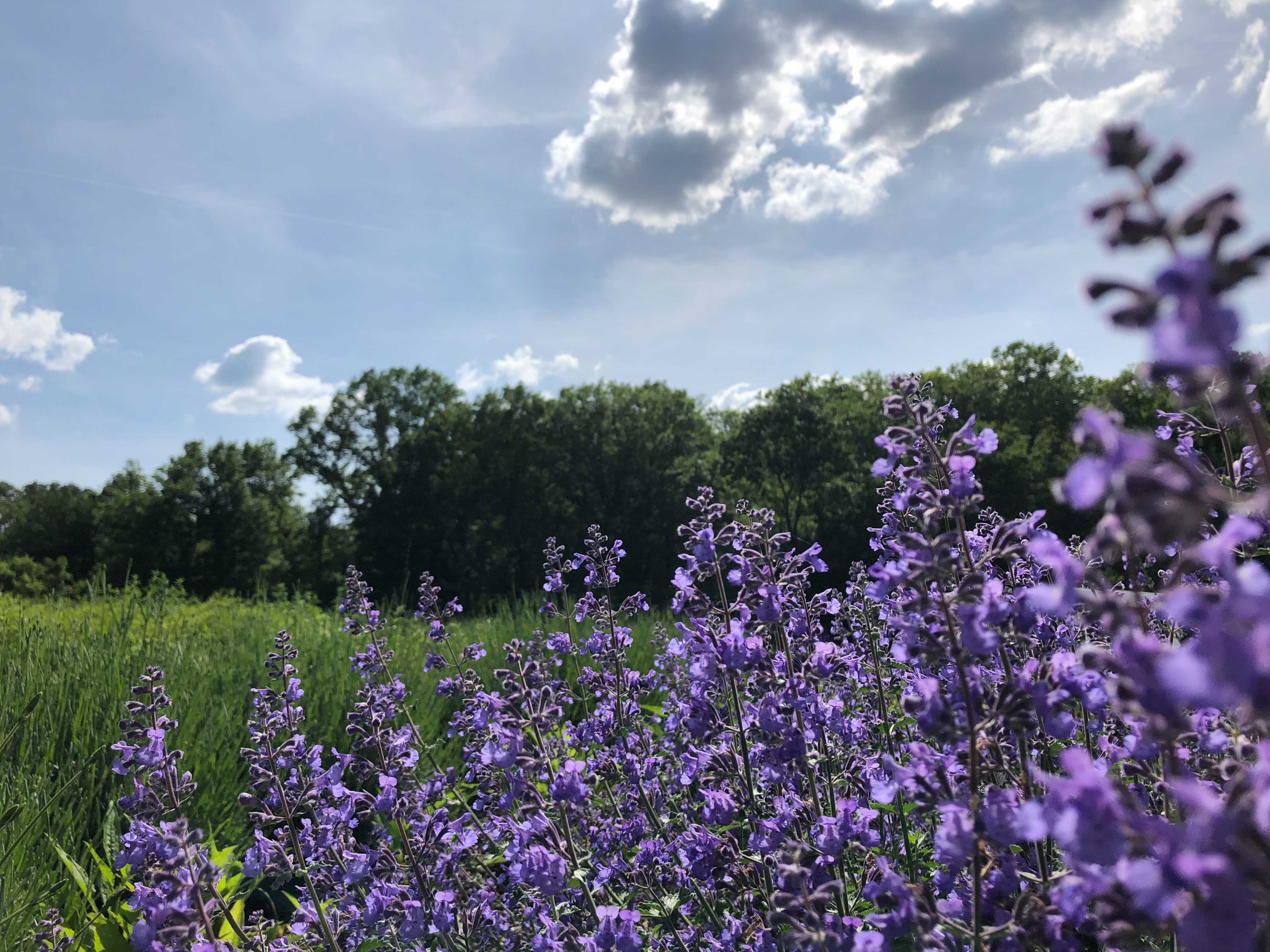 Sunny summer Field