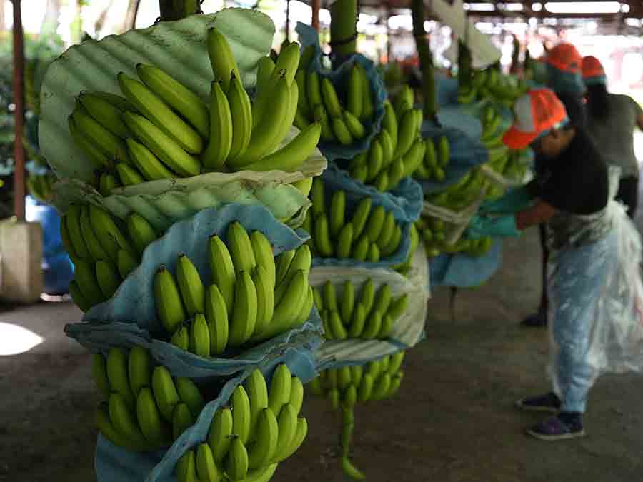 Ecuador Bananas
