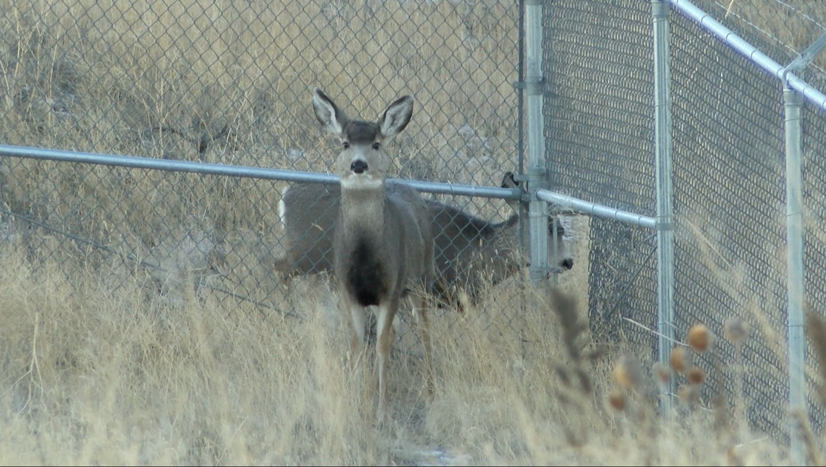 Is Montana seeing a rise in animal vs. vehicle accidents? - Vimarsana News