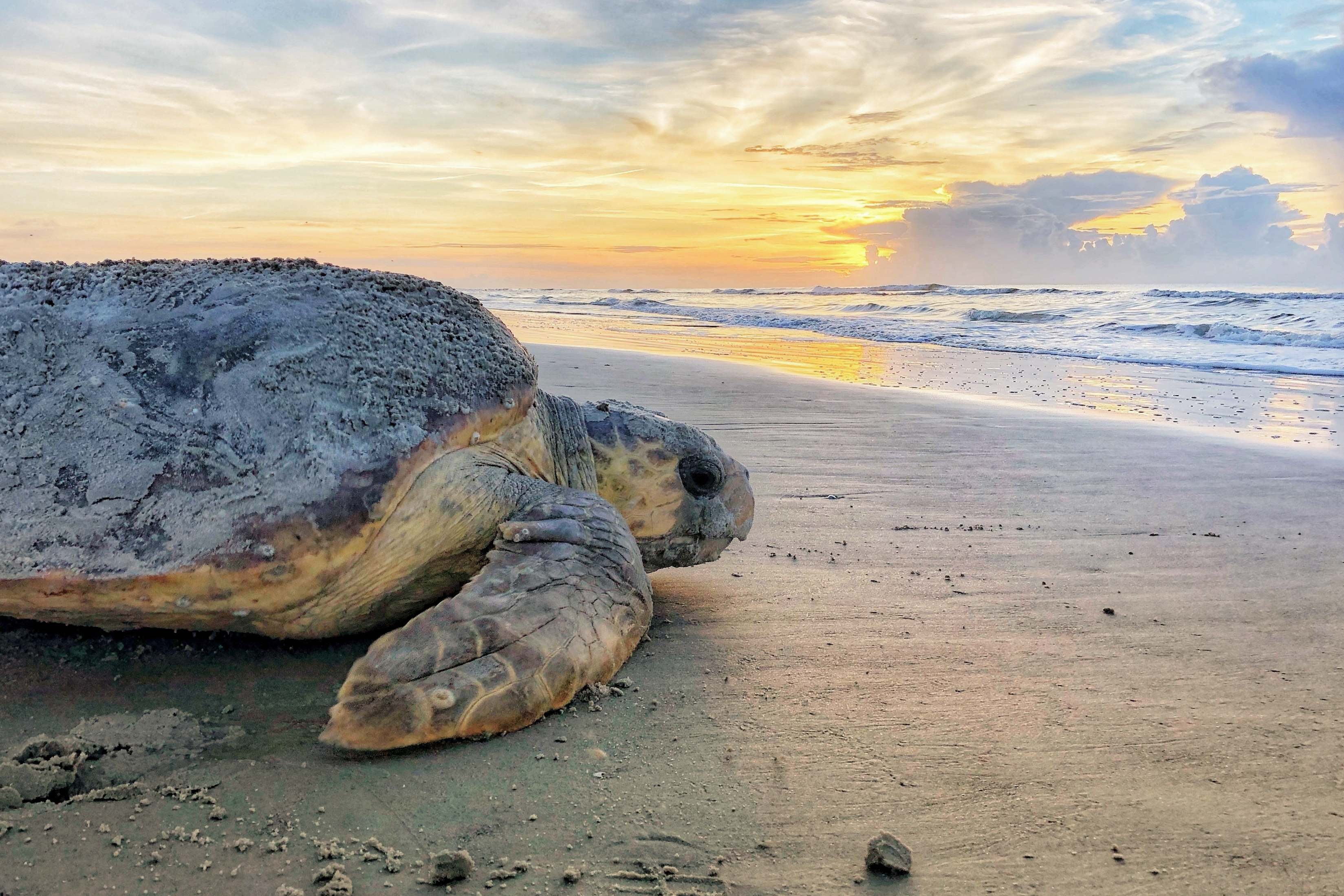 Turtle Strandings