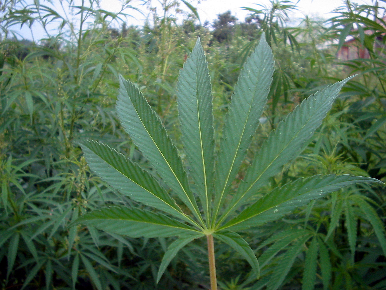 Cannabis.jpg