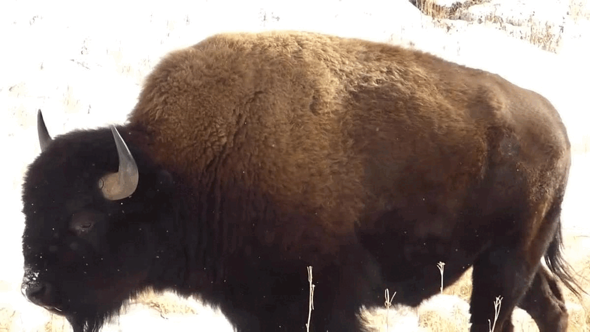 bison gif.gif