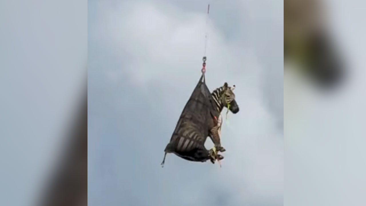 Ed the zebra being air lifted