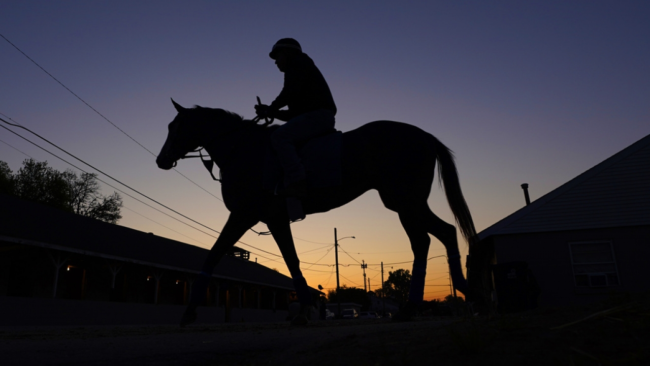 A horse at Churchill Downs