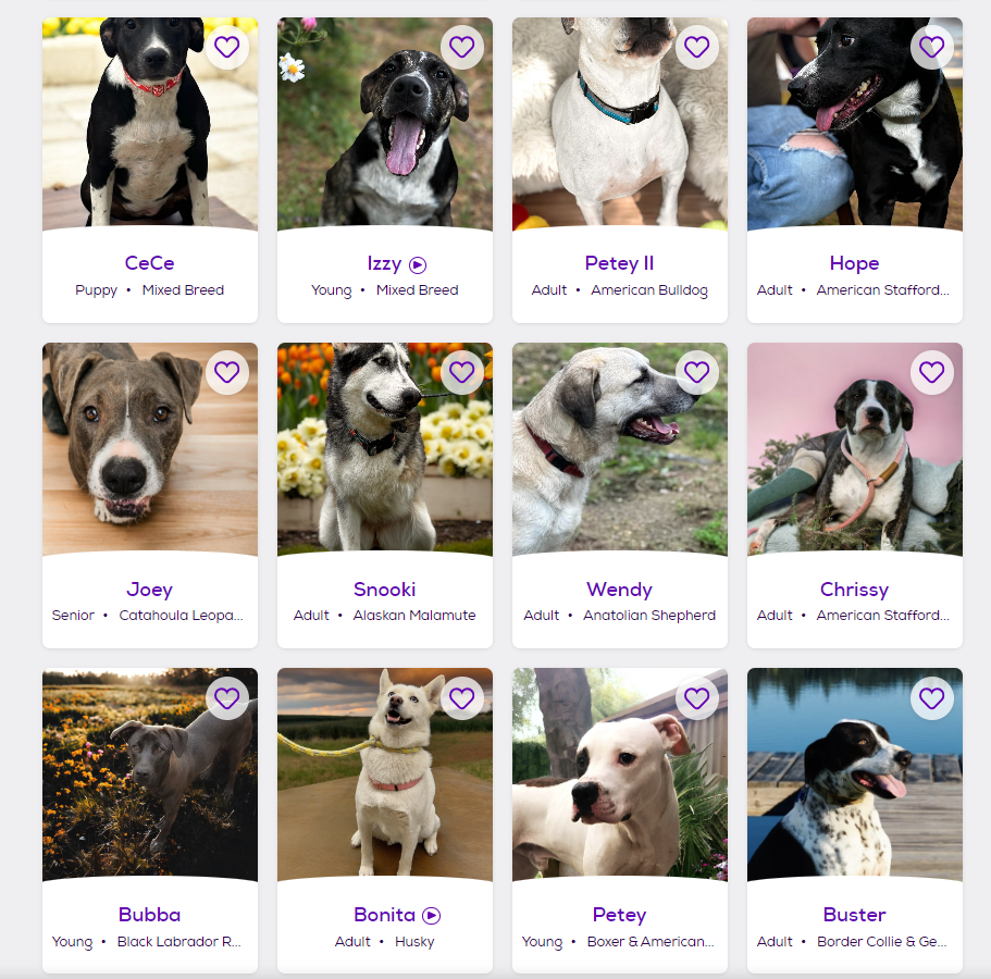 Zoi Animal Rescue has dozens of animals available for adoption