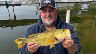 Bob Golec and the rare golden bass