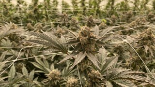 HOLLER CANNABIS CO. FACILITY