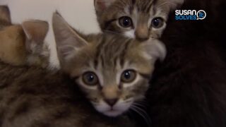 cats