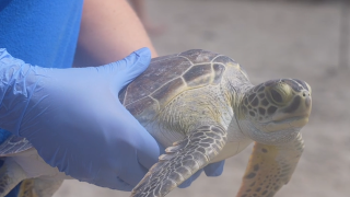 TURTLE RELEASE.png