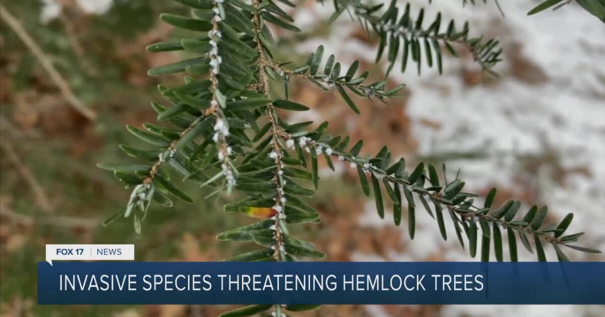 Tree Bug Michgian Small insect causing huge problems for Michigan's hemlock trees