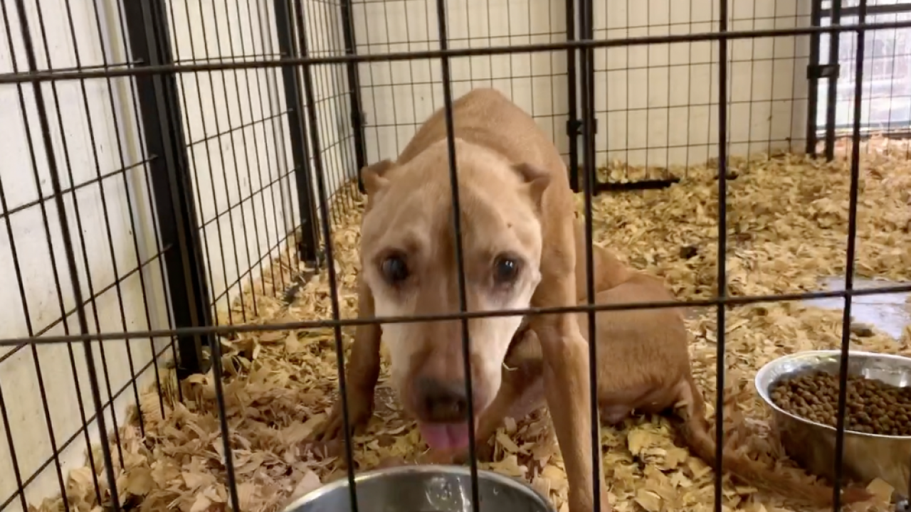 40 Animals Rescued From Pasco Animal Rescue Group In Hoarding Case