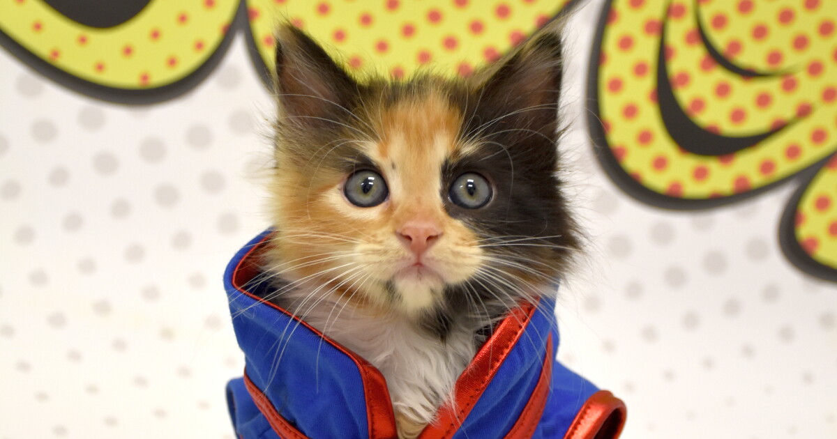 PAWmicon returns with more furry friends, new location - Vimarsana News