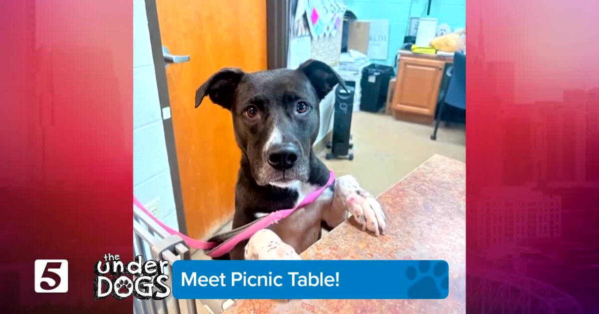 The Underdogs: Meet Picnic Table!