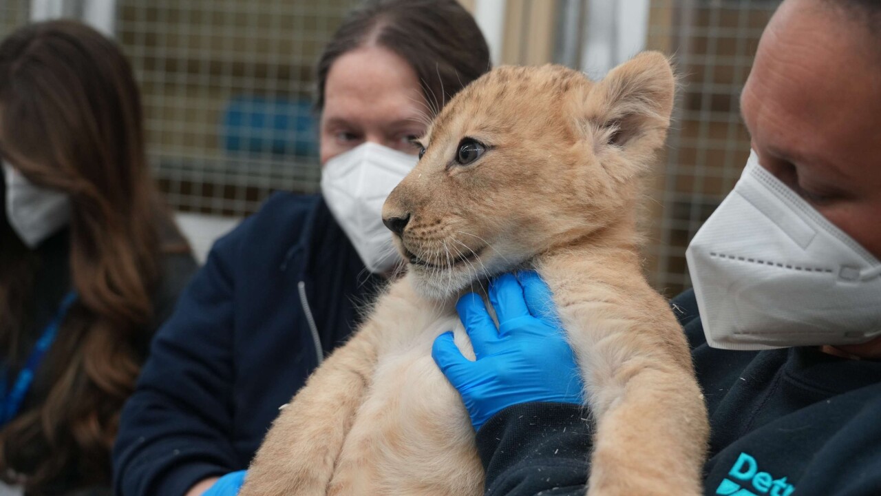 Lion Cub 1.jpg