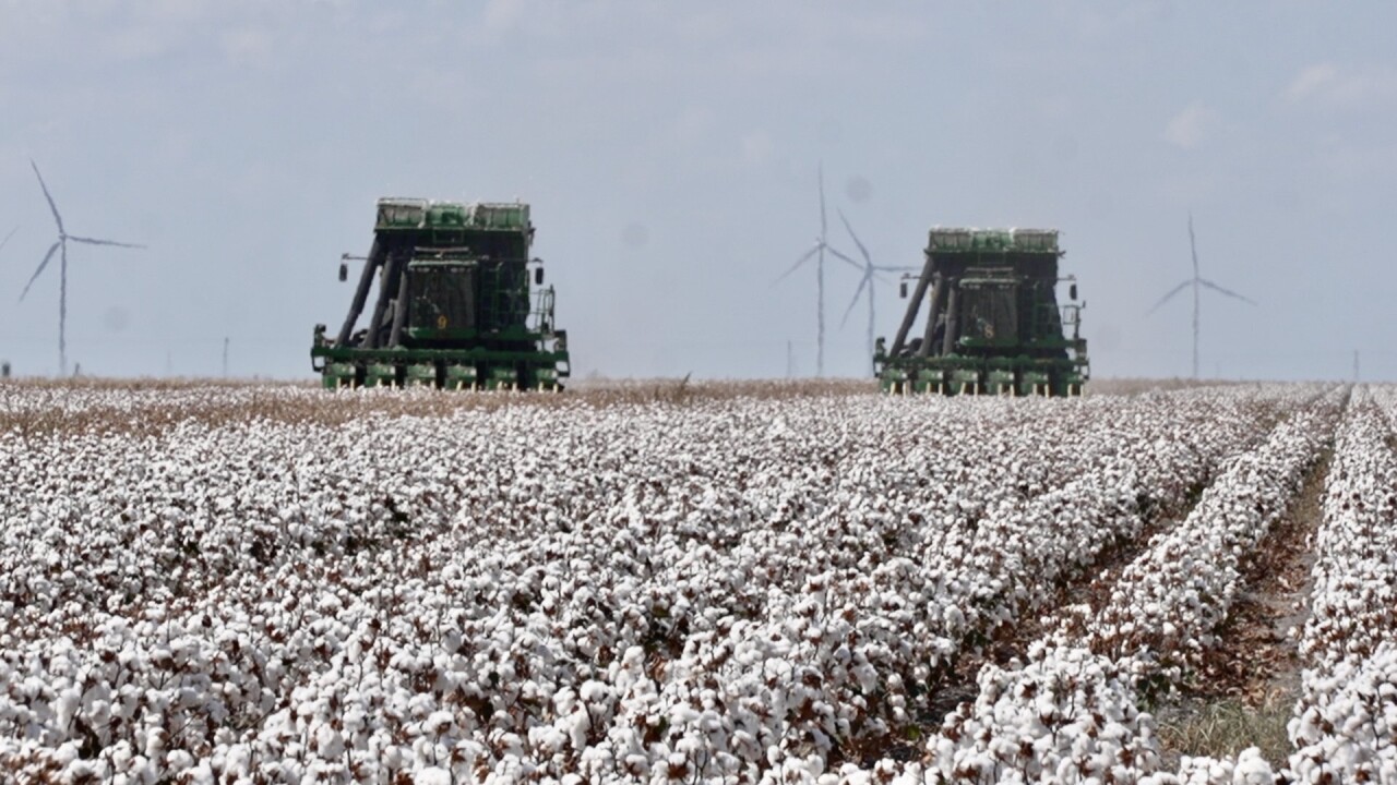 COTTON FARMING IMAGES - 2.jpeg