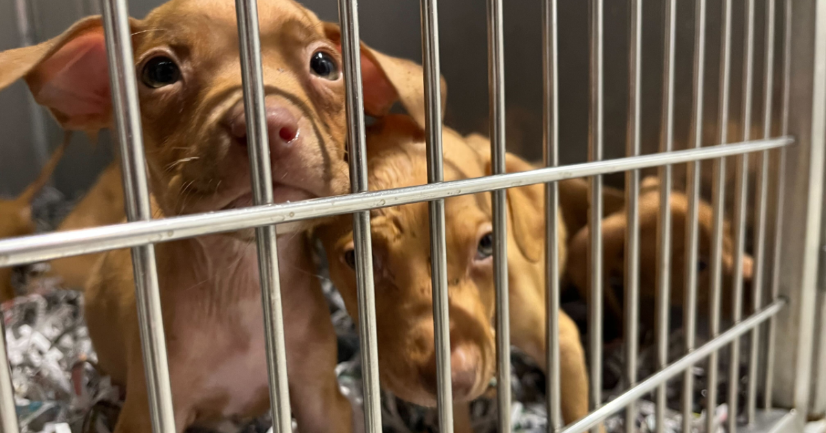 Puppies on the mend after being found abandoned at construction site
