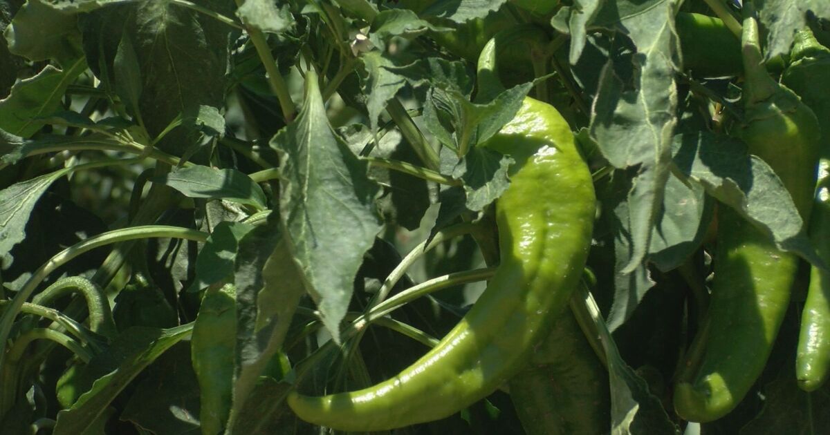 Pueblo pepper picked in Durango taste test