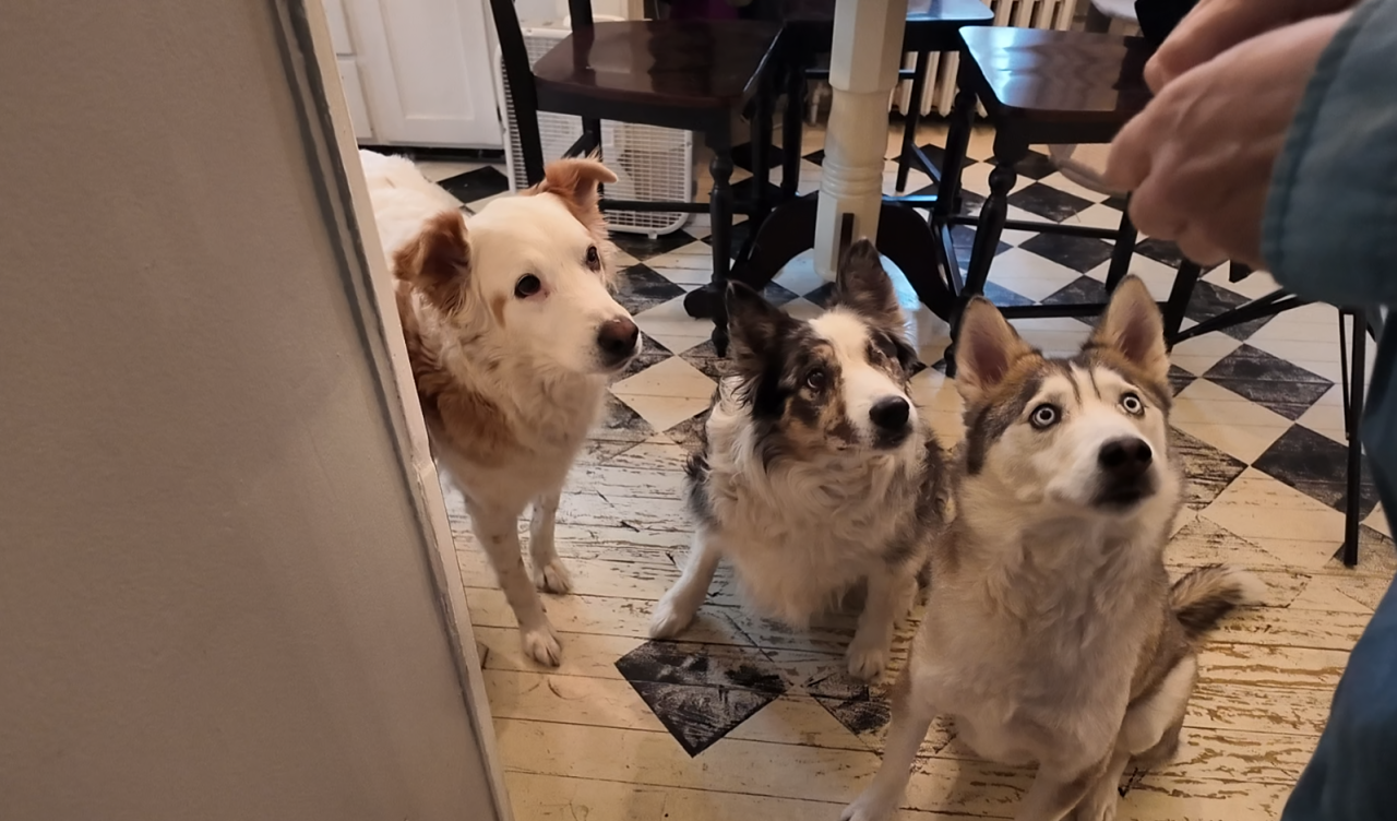Dogs.PNG