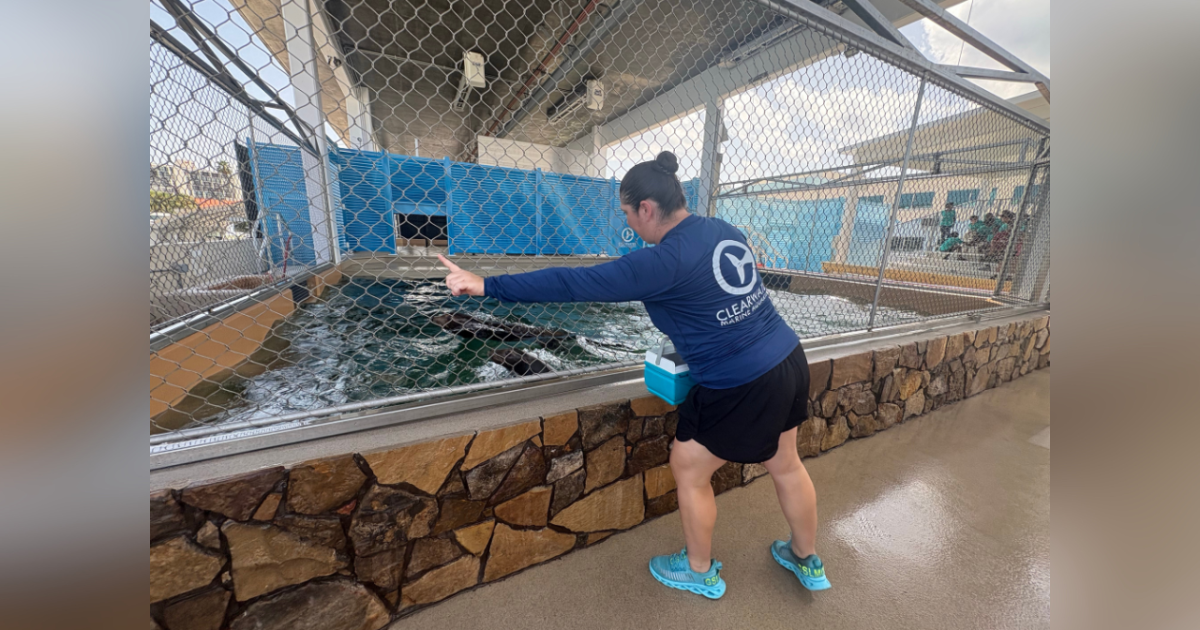 Clearwater Marina Aquarium welcomes Sea Lions for the first time