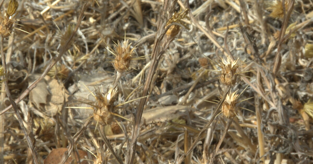 Getting into the 'weeds' of wildfire prevention - Vimarsana News