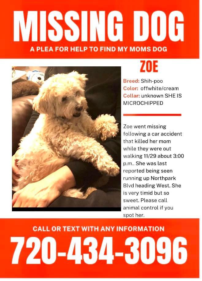 missing dog zoe westminster.jpeg