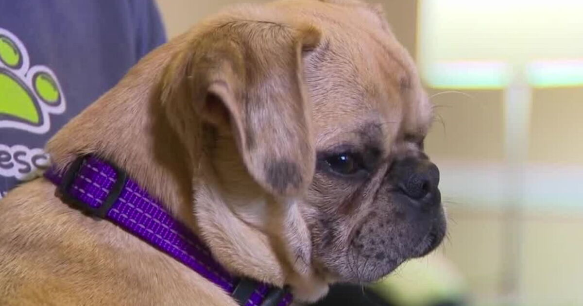 Dozens of pugs rescued from puppy mill, looking for forever families in ...