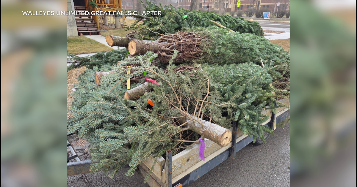 Recycle Christmas Trees to Boost Tiber Reservoir Habitat