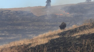 CSKT conducts first prescribed burn at Bison Range since the 1950s