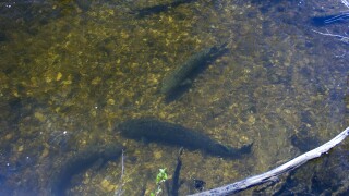 Sturgeon Research on the Black River