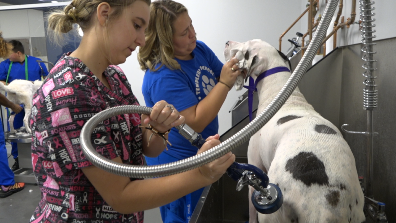 Minda Wyatt hosing off a Great Dane