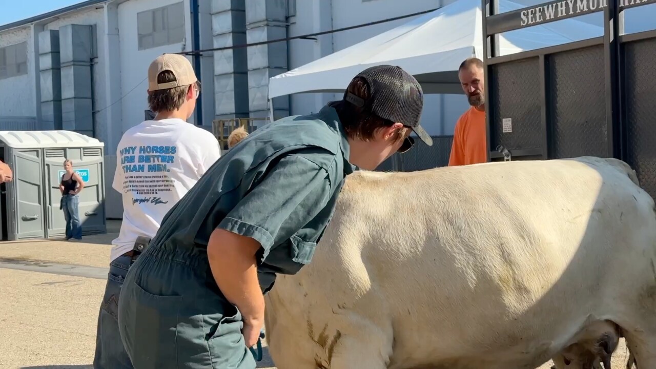 Vets checking Steers