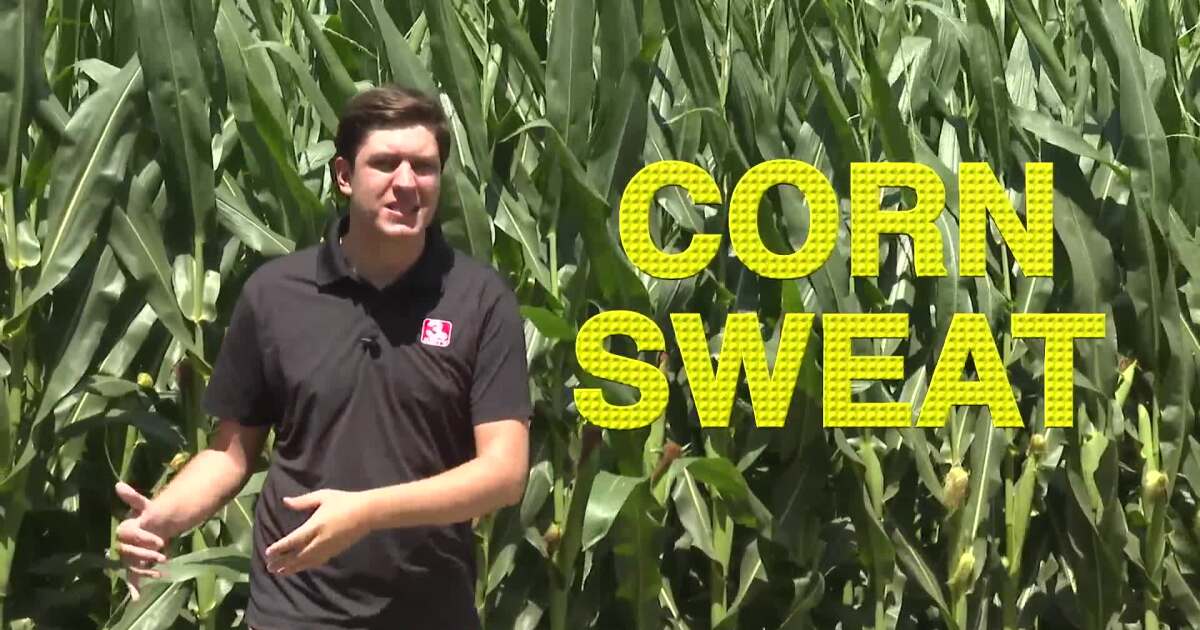 Is the reason the Midwest is so humid in the summer really due to "corn sweat"?