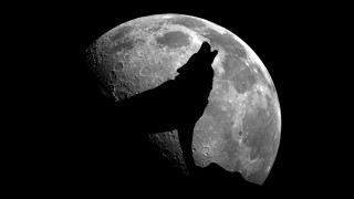 Wolf howling at the moon.
