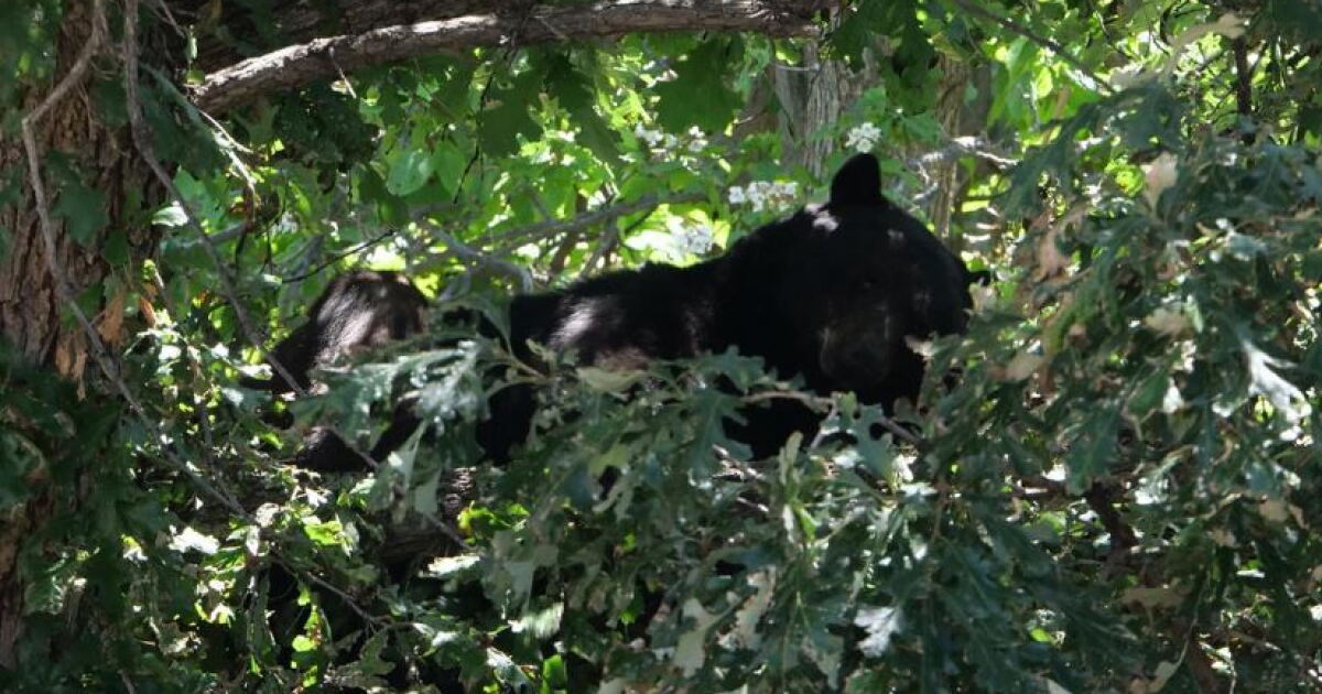 Bear takes a nap in a tree outside CU Boulder's student center - Vimarsana News