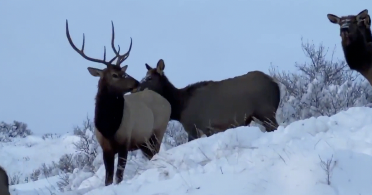 Deadline nears for Montana deer and elk permit applications